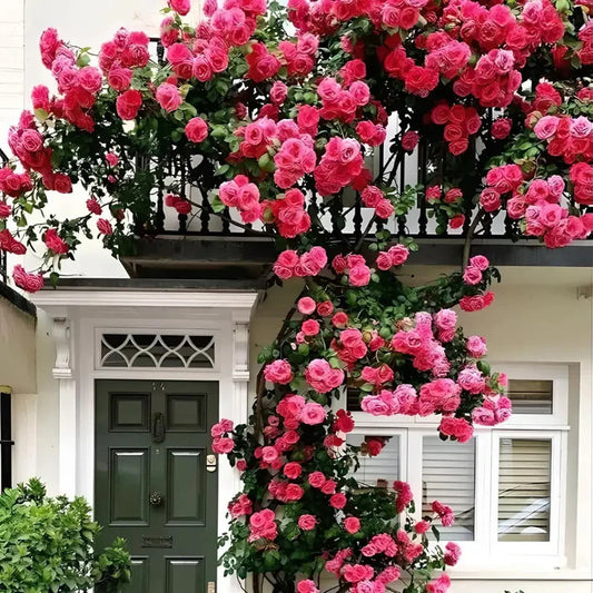 Elegant Climbing Rose Flower Seeds