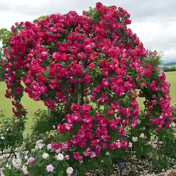 Elegant Climbing Rose Flower Seeds